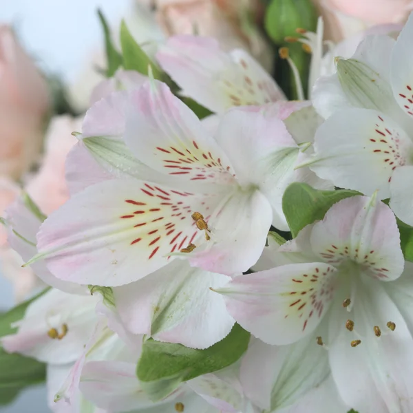 Rózsaszín és fehér virágok csokor — Stock Fotó