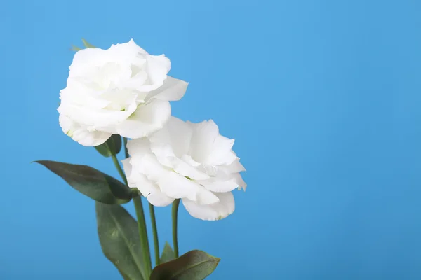 Eustoma branco — Fotografia de Stock