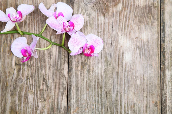 Ορχιδέα (Phalaenopsis) σε ξύλινα φόντο — Φωτογραφία Αρχείου