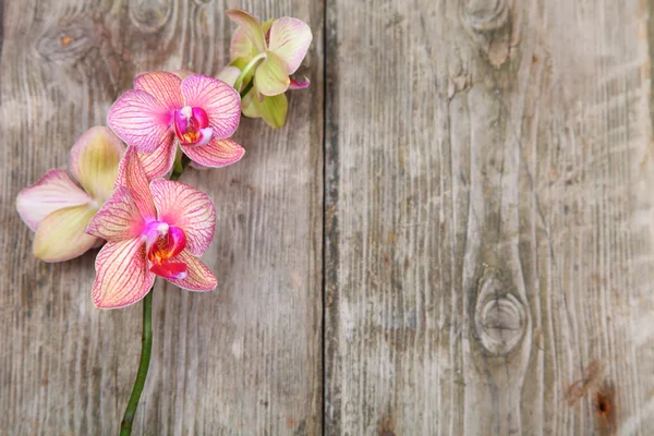 Orchid(Phalaenopsis ) on a wooden background — Stock Photo, Image