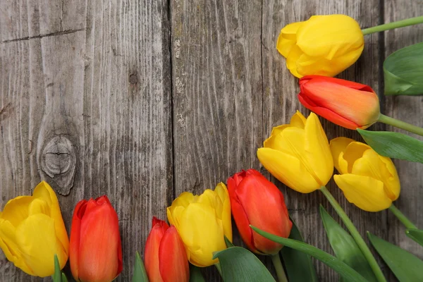 Oranžové a žluté tulipány — Stock fotografie