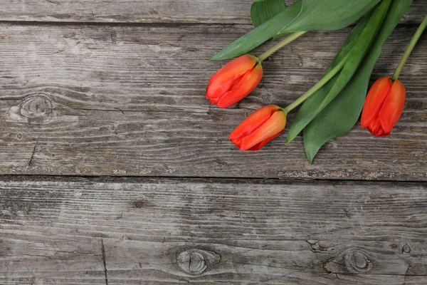 Tulipes orange et jaune — Photo