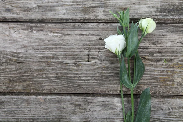 Witte eustoma — Stockfoto