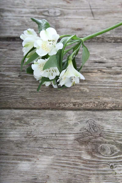 Alstroemeria blanc — Photo