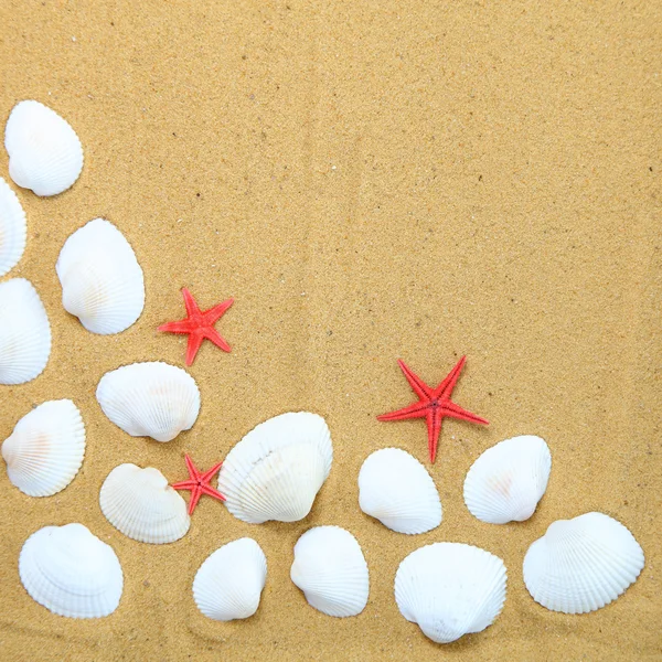 Морские ракушки и морские звезды на песке — стоковое фото