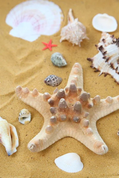 Seashells and starfish on sand — Stock Photo, Image
