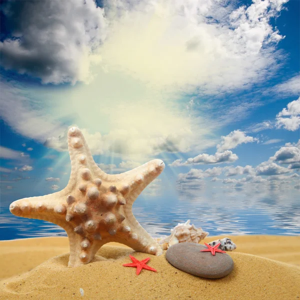Морские ракушки и морские звезды на песке — стоковое фото