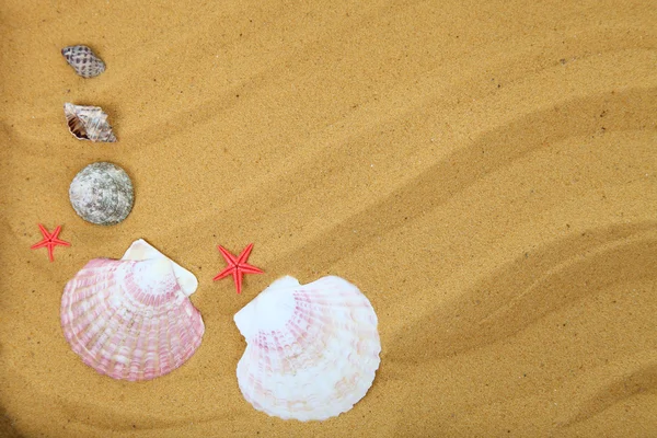 Snäckor och sjöstjärnor på sand — Stockfoto