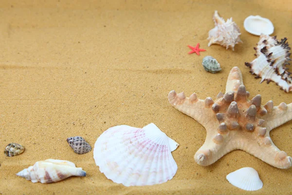 Snäckor och sjöstjärnor på sand — Stockfoto