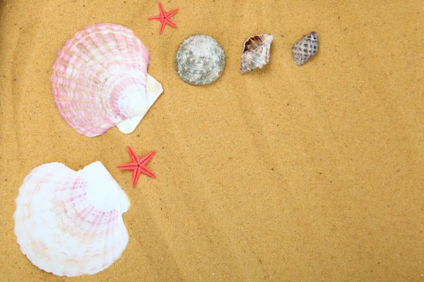 Seashells and starfish on sand — Stock Photo, Image