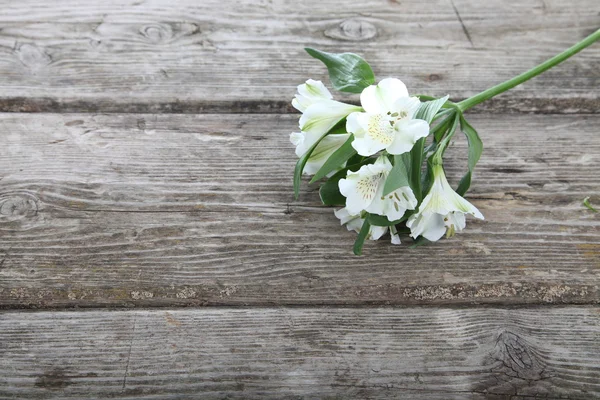 Alstroemeria branca — Fotografia de Stock