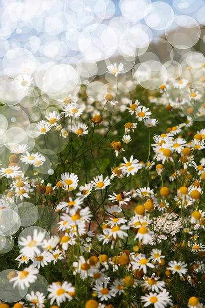 Margherite in un prato — Foto Stock