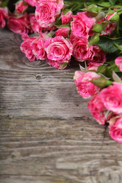 Prachtige roze rozen — Stockfoto