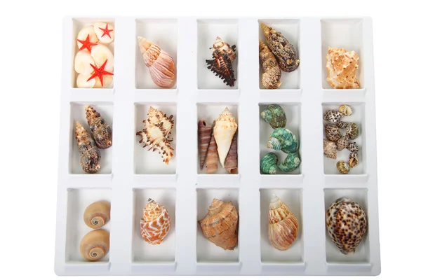 Set of different shells — Stock Photo, Image