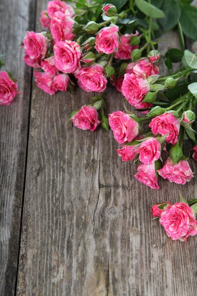 Beautiful pink roses — Stock Photo, Image