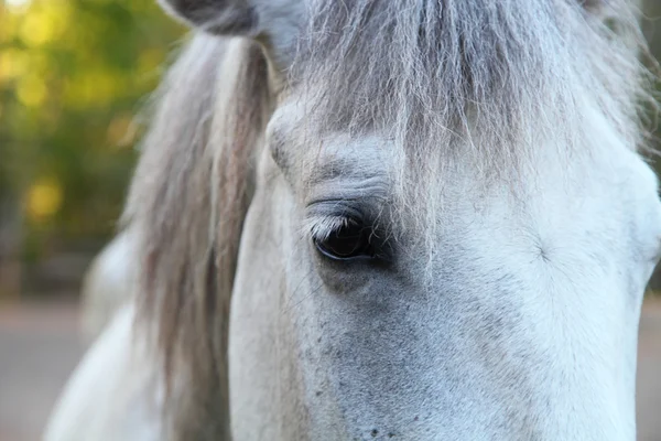 Head of a white horse — Stock Photo, Image