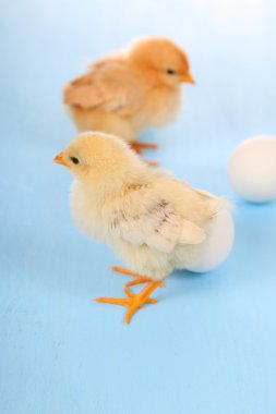 Sarı tavuk ve yumurta