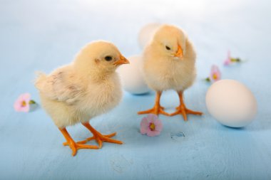 Sarı tavuk ve yumurta