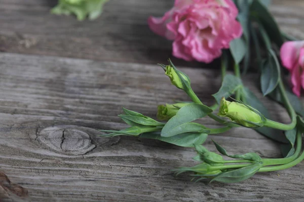 Eustoma virágok — Stock Fotó