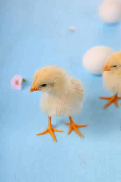 Gele kippen en eieren — Stockfoto
