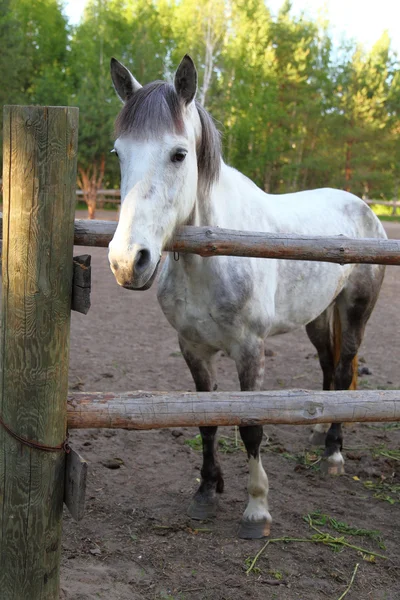 Caballo blanco — Foto de Stock