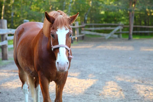 Horse — Stock Photo, Image