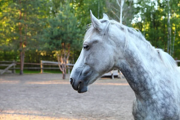 White horse — Stock Photo, Image