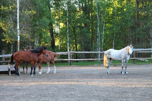 Cavalos — Fotografia de Stock