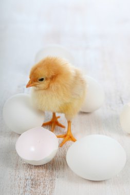 Sarı tavuk ve yumurta 