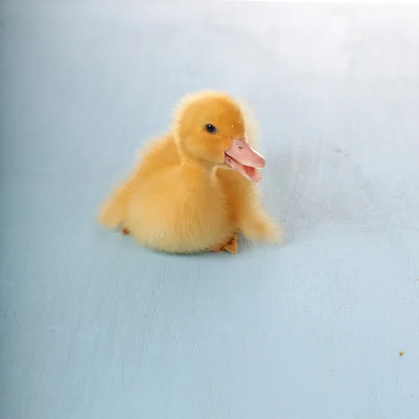Pato amarillo — Foto de Stock