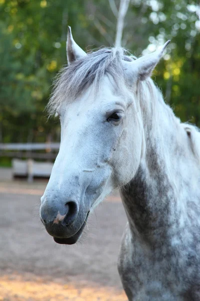 Horse — Stock Photo, Image