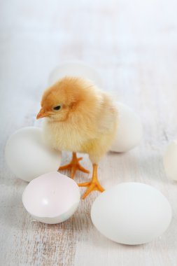 Sarı tavuk ve yumurta