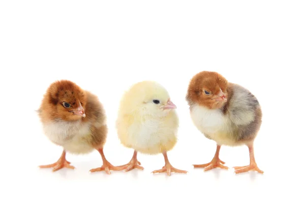 Tres pollos pequeños — Foto de Stock