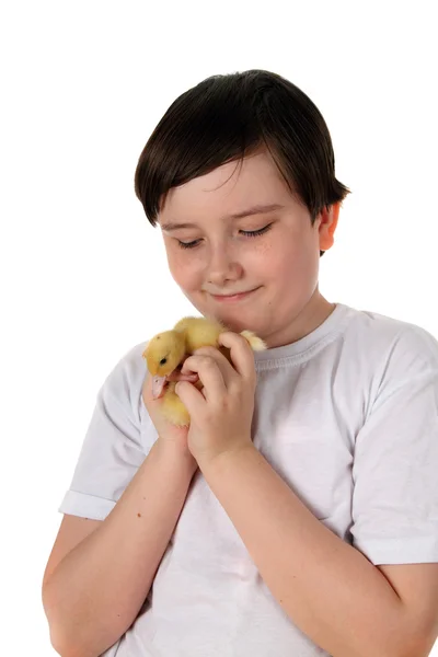 Boy holding a duckling on a white background — Stock Photo, Image