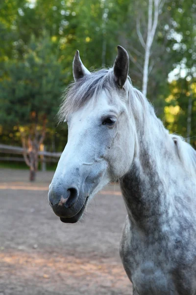 Horse — Stock Photo, Image