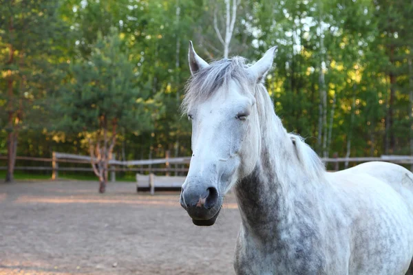 Horse — Stock Photo, Image