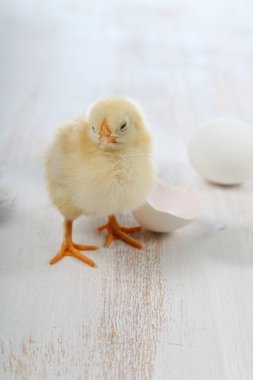 Sarı tavuk ve yumurta 