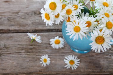 Mavi bir sürahi içinde güzel chamomiles 
