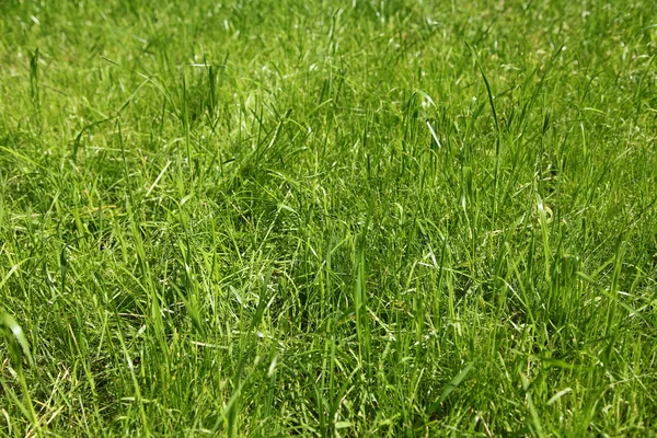 Green grass — Stock Photo, Image