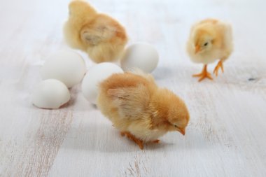 Sarı tavuk ve yumurta 