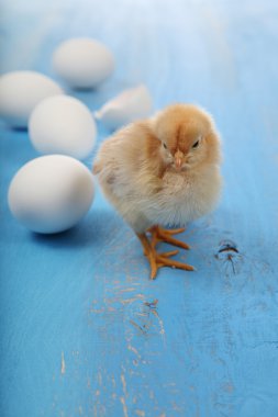 Sarı tavuk ve yumurta 