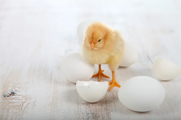 Желтая курица и яйца — стоковое фото