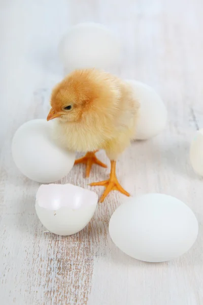 Gele kip en de eieren — Stockfoto