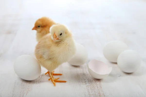 Poulets jaunes et oeufs — Photo