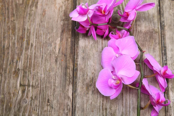 Orchid (Phalaenopsis ) — Stock Photo, Image