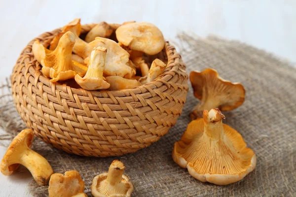 Chanterelles — Stok fotoğraf