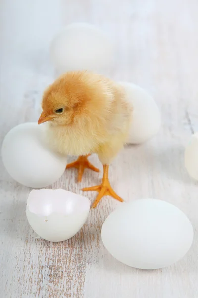 Poulet jaune et œufs — Photo