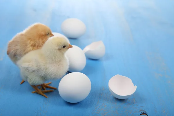 Gula kycklingar och ägg på en blå bakgrund — Stockfoto