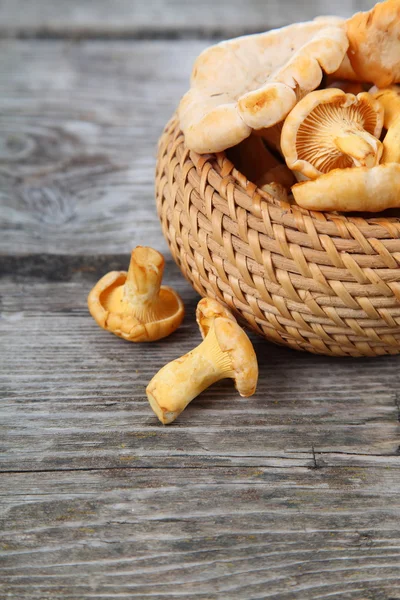 Chanterelles in a basket — Stock Photo, Image