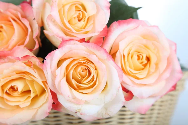 Pink roses — Stock Photo, Image